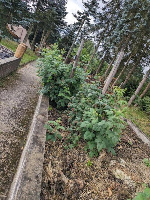 Willa Abenteuer In Der Alten Gaertnerei Grebenau Udenhausen Zewnętrze zdjęcie